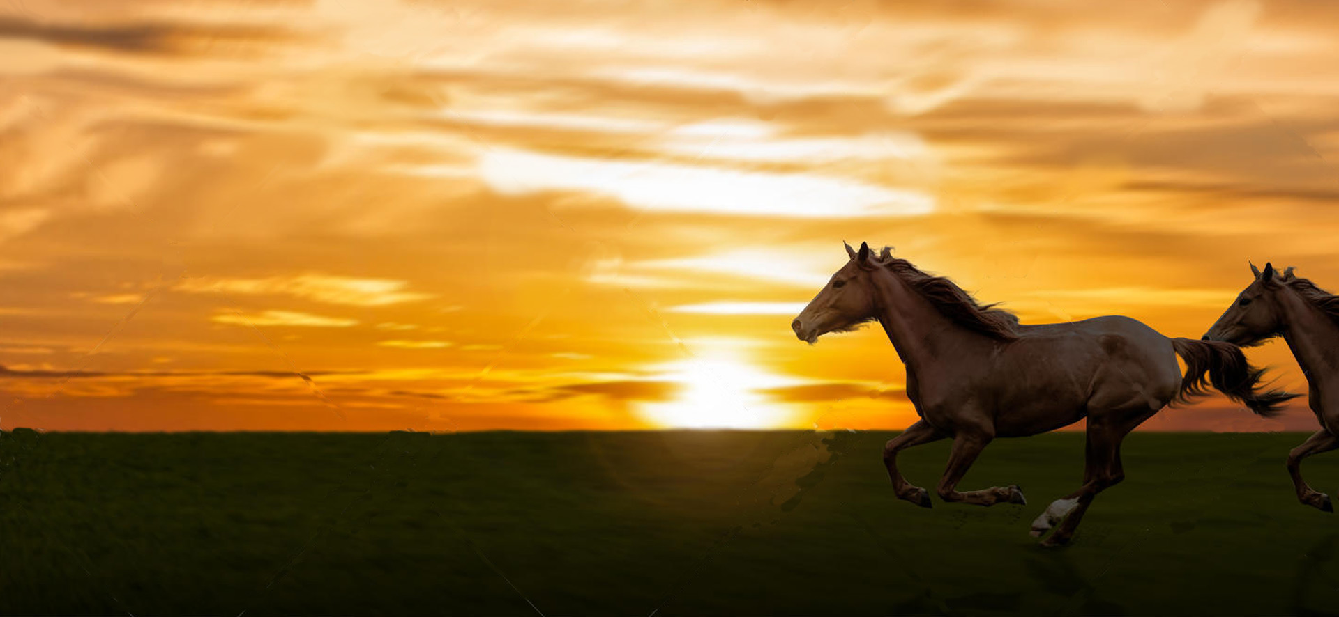 bg-sunset-horses